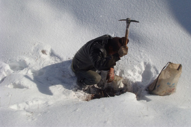 281635385962142808.jpeg 雪天取樣.jpg